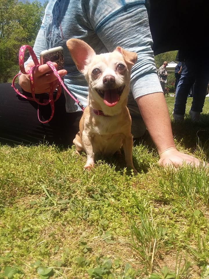 Guapa, an adopted Chihuahua in Sturbridge, MA_image-1