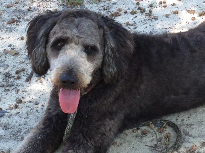 Kami, an adopted Standard Poodle & Labrador Retriever Mix in Southern Pines, NC_image-1