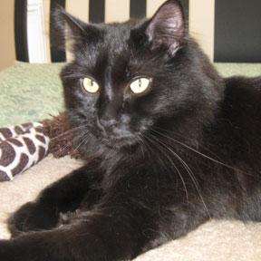 Cat For Adoption Alex A Domestic Long Hair Mix In Verdun Qc Petfinder