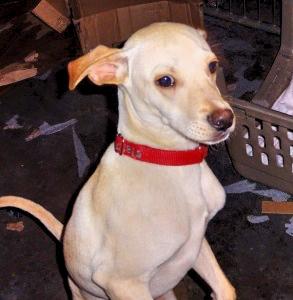 Romeo, an adoptable Whippet, Greyhound in Albany, NY, 12205 | Photo Image 2