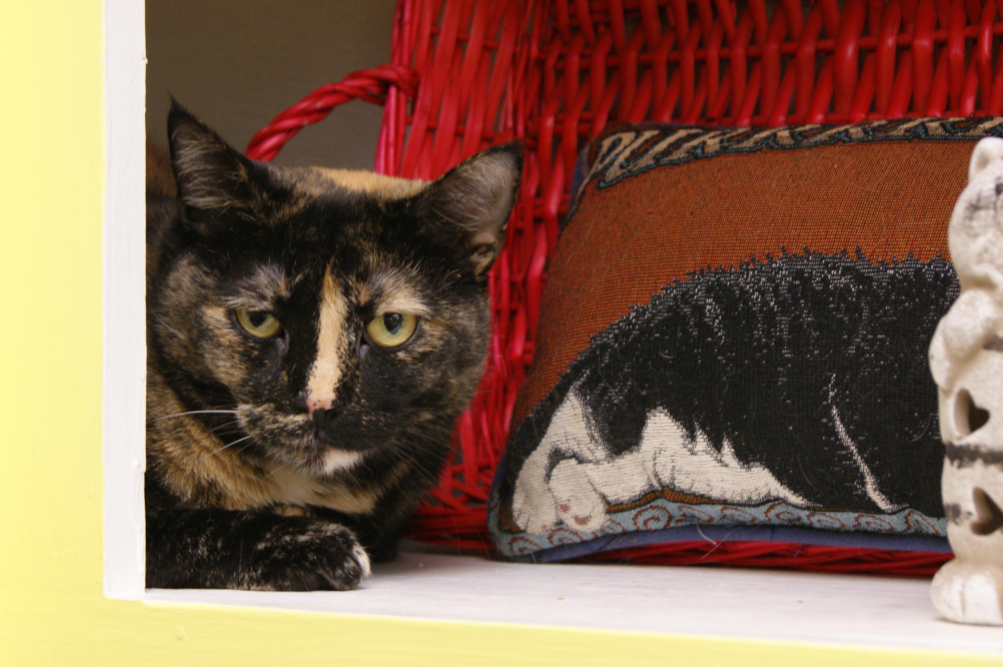 Lucy, an adoptable Calico in Memphis, TN, 38119 | Photo Image 2