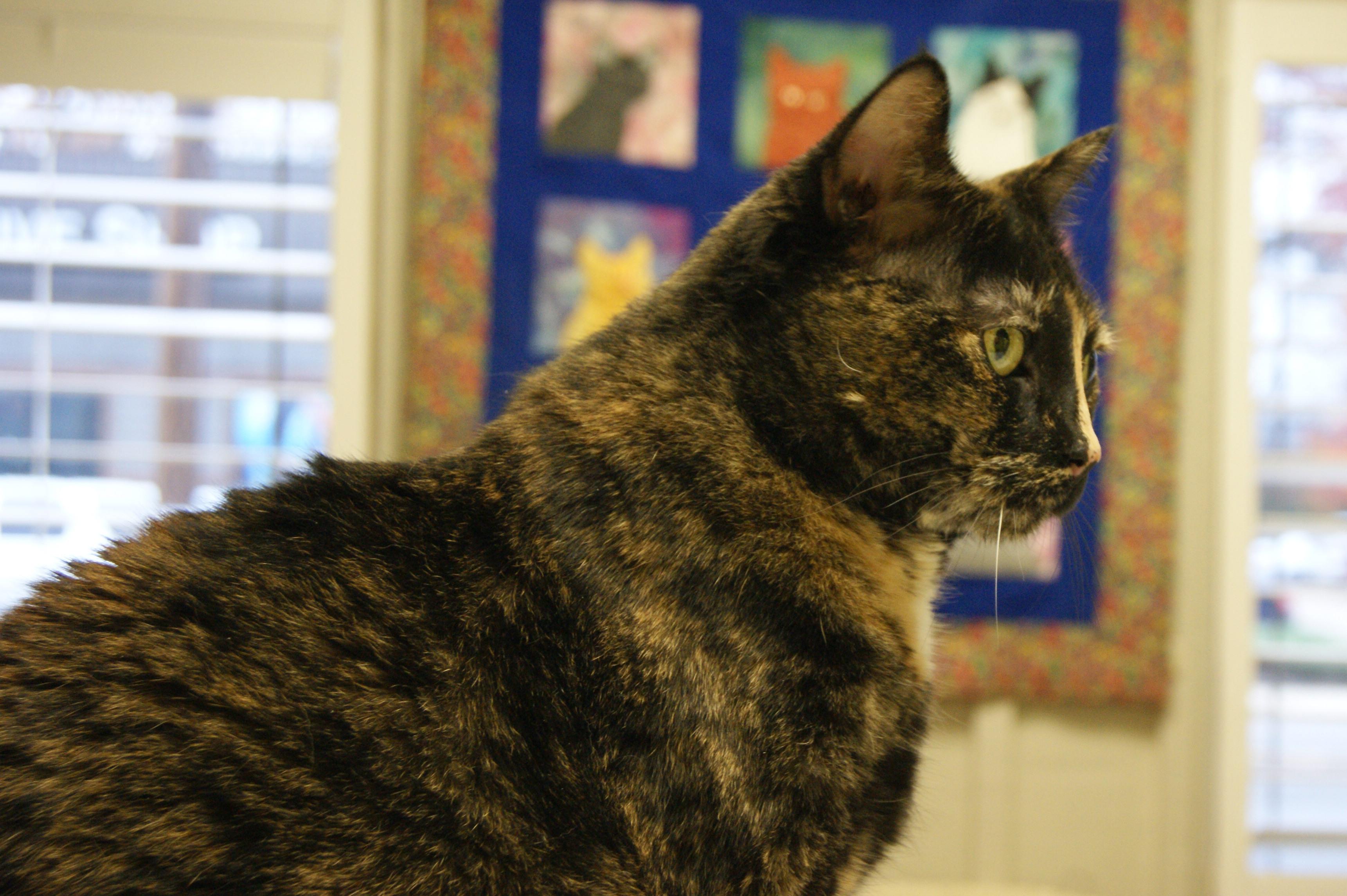 Lucy, an adoptable Calico in Memphis, TN, 38119 | Photo Image 3