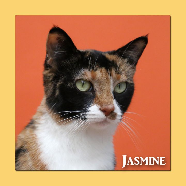 Jasmine 2