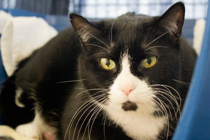 Tazzy, an adoptable Domestic Short Hair & Tuxedo Mix in Waverly, IA_image-2