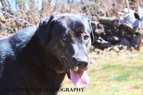 Sally, an adoptable Labrador Retriever & Plott Hound Mix in Cedar Springs, MI_image-1