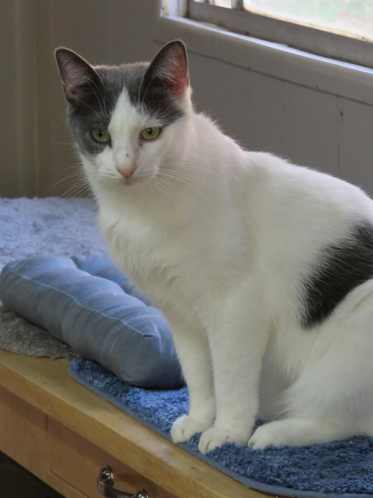 Dusty, an adoptable Domestic Short Hair in Middle Island, NY, 11953 | Photo Image 1