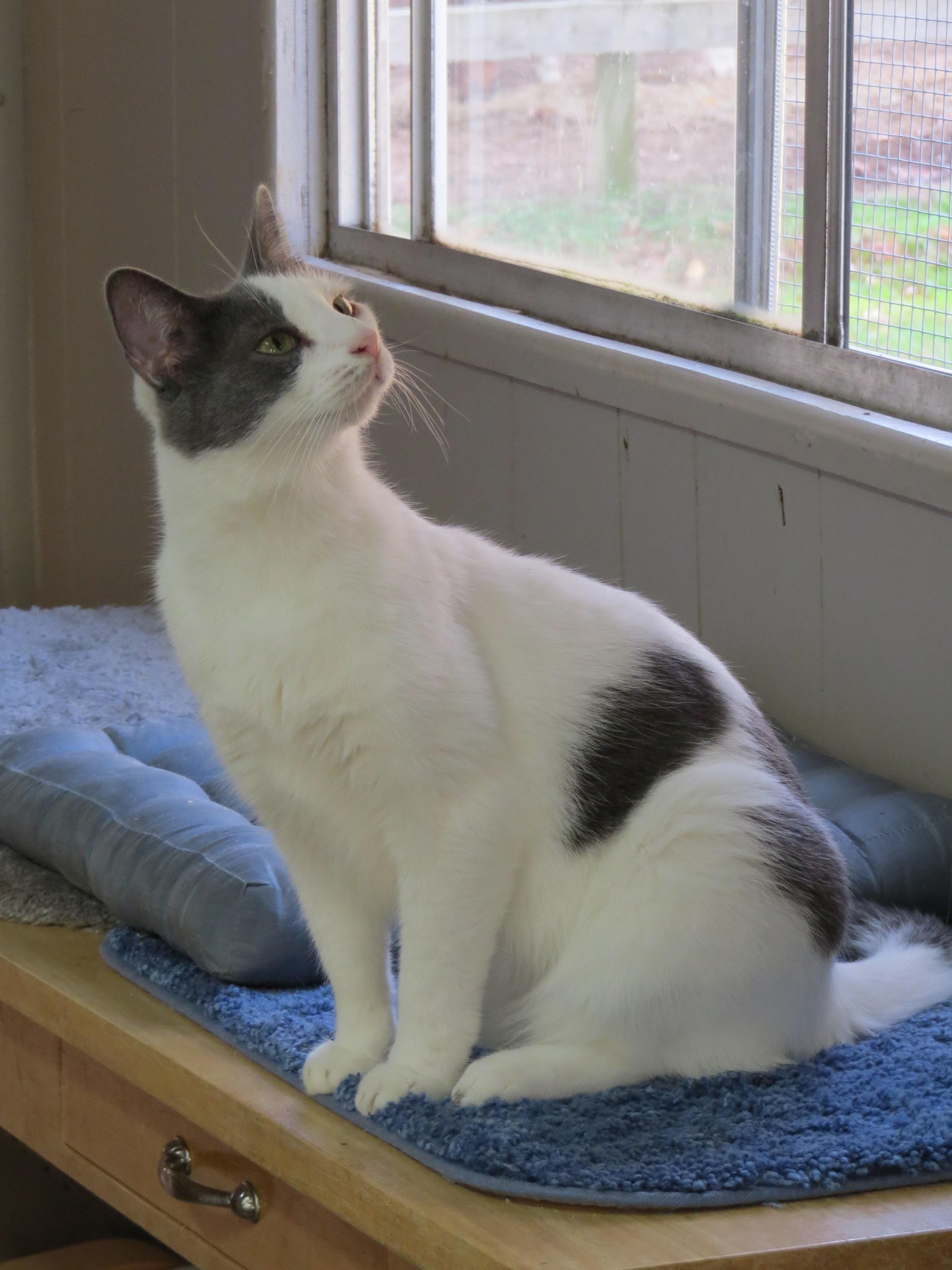 Dusty, an adoptable Domestic Short Hair in Middle Island, NY, 11953 | Photo Image 2