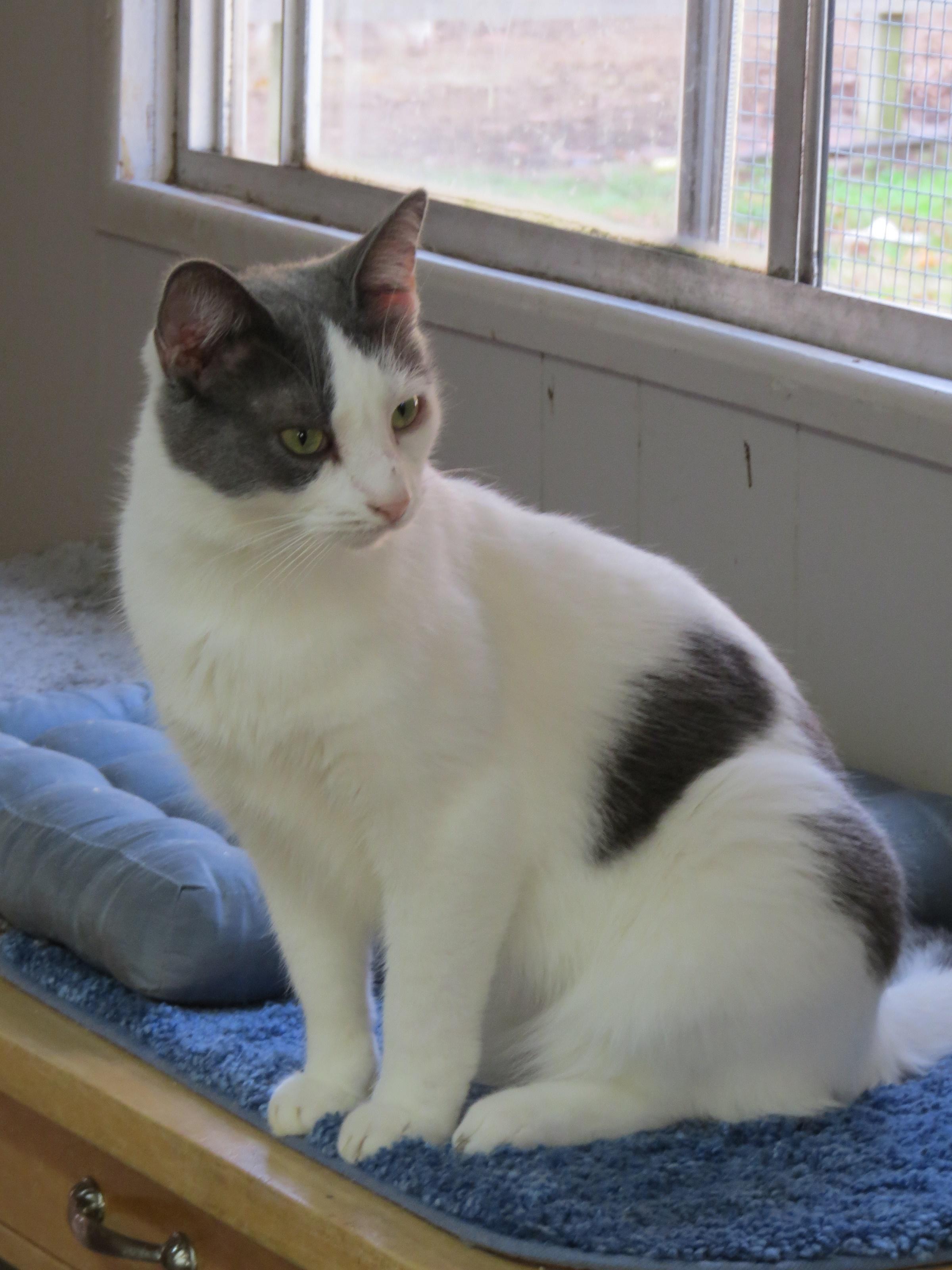 Dusty, an adoptable Domestic Short Hair in Middle Island, NY, 11953 | Photo Image 3