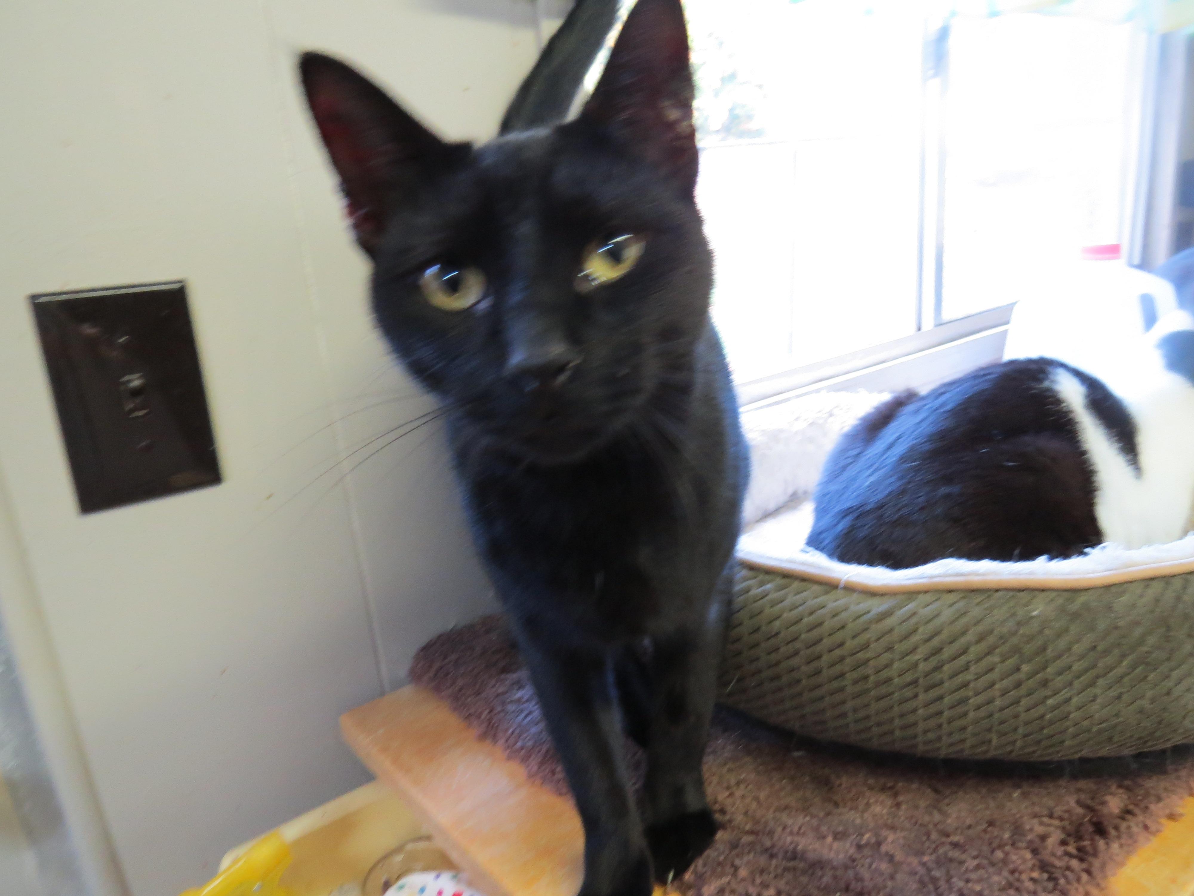 Slomin, an adoptable Domestic Long Hair in Middle Island, NY, 11953 | Photo Image 3