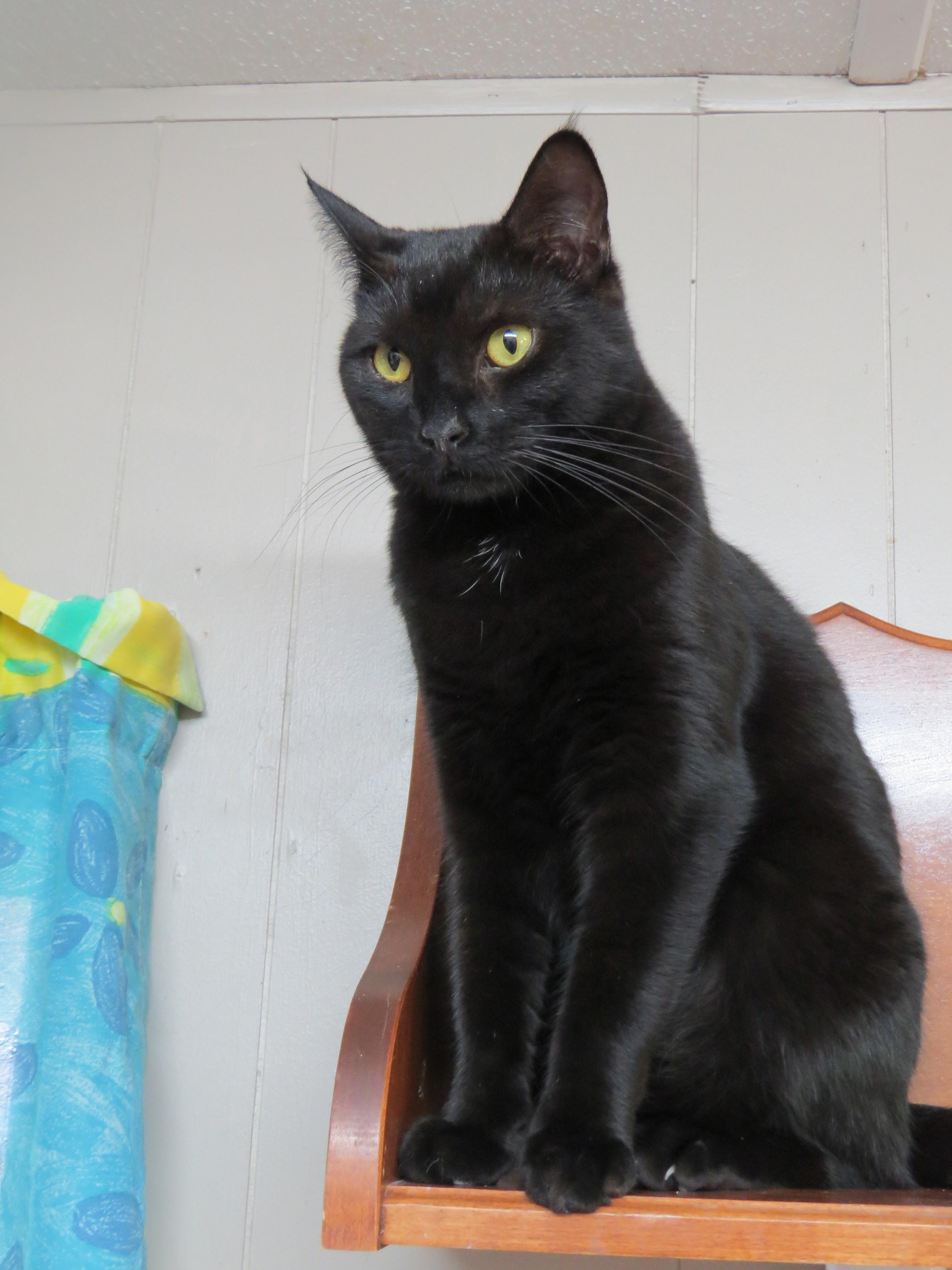 herbert, an adoptable Domestic Short Hair in Middle Island, NY, 11953 | Photo Image 1