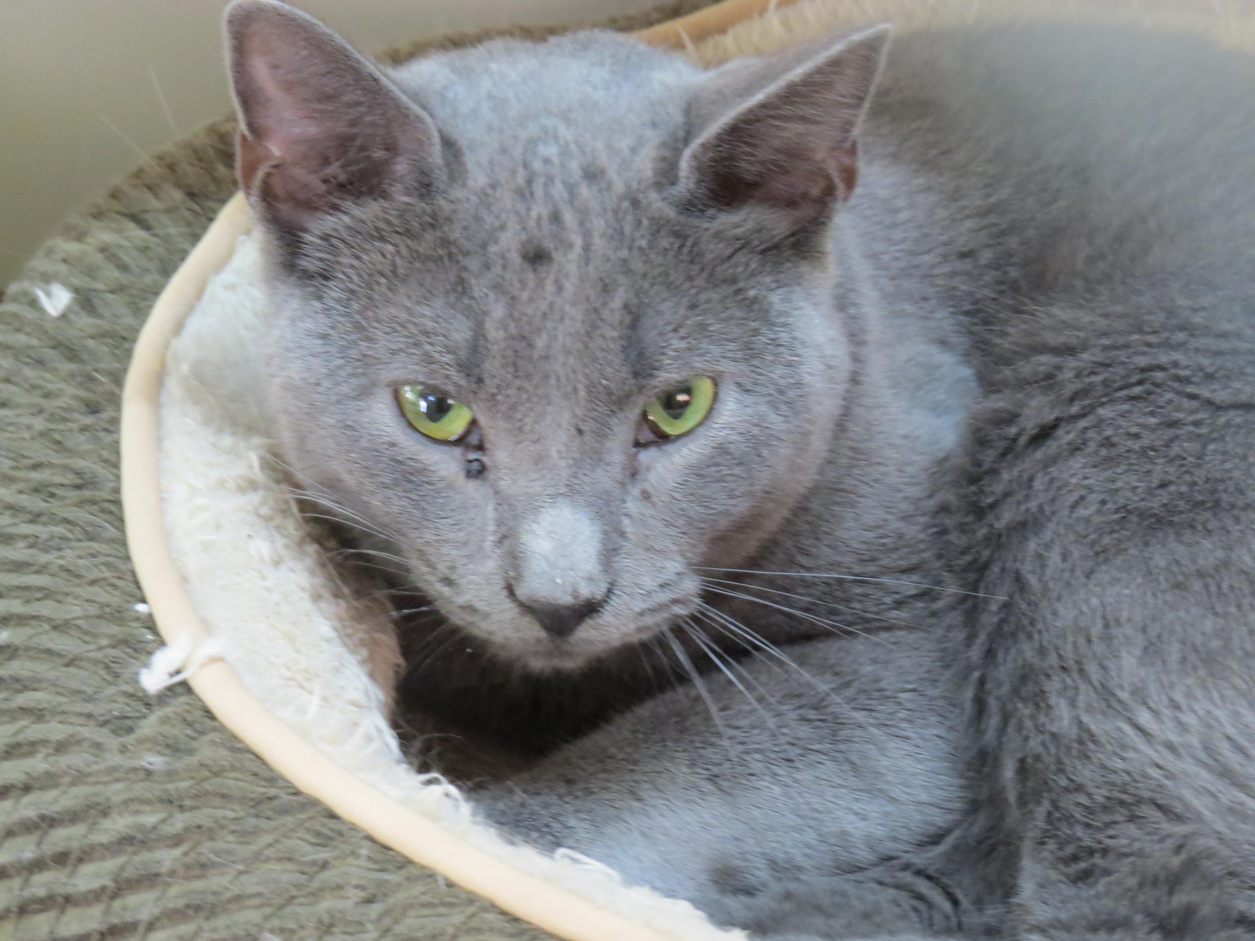 Blue, an adoptable Domestic Short Hair in Middle Island, NY, 11953 | Photo Image 1