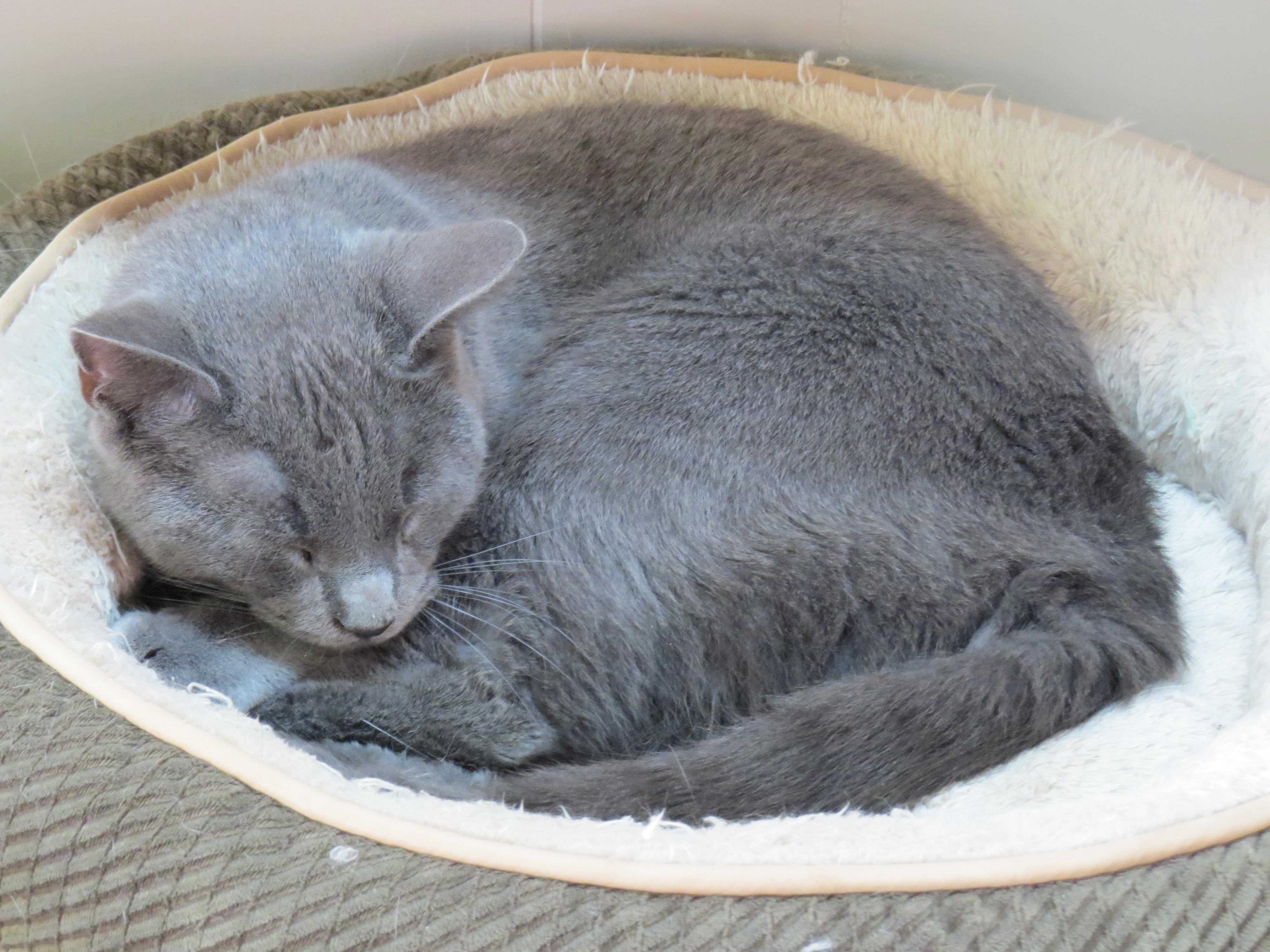 Blue, an adoptable Domestic Short Hair in Middle Island, NY, 11953 | Photo Image 2