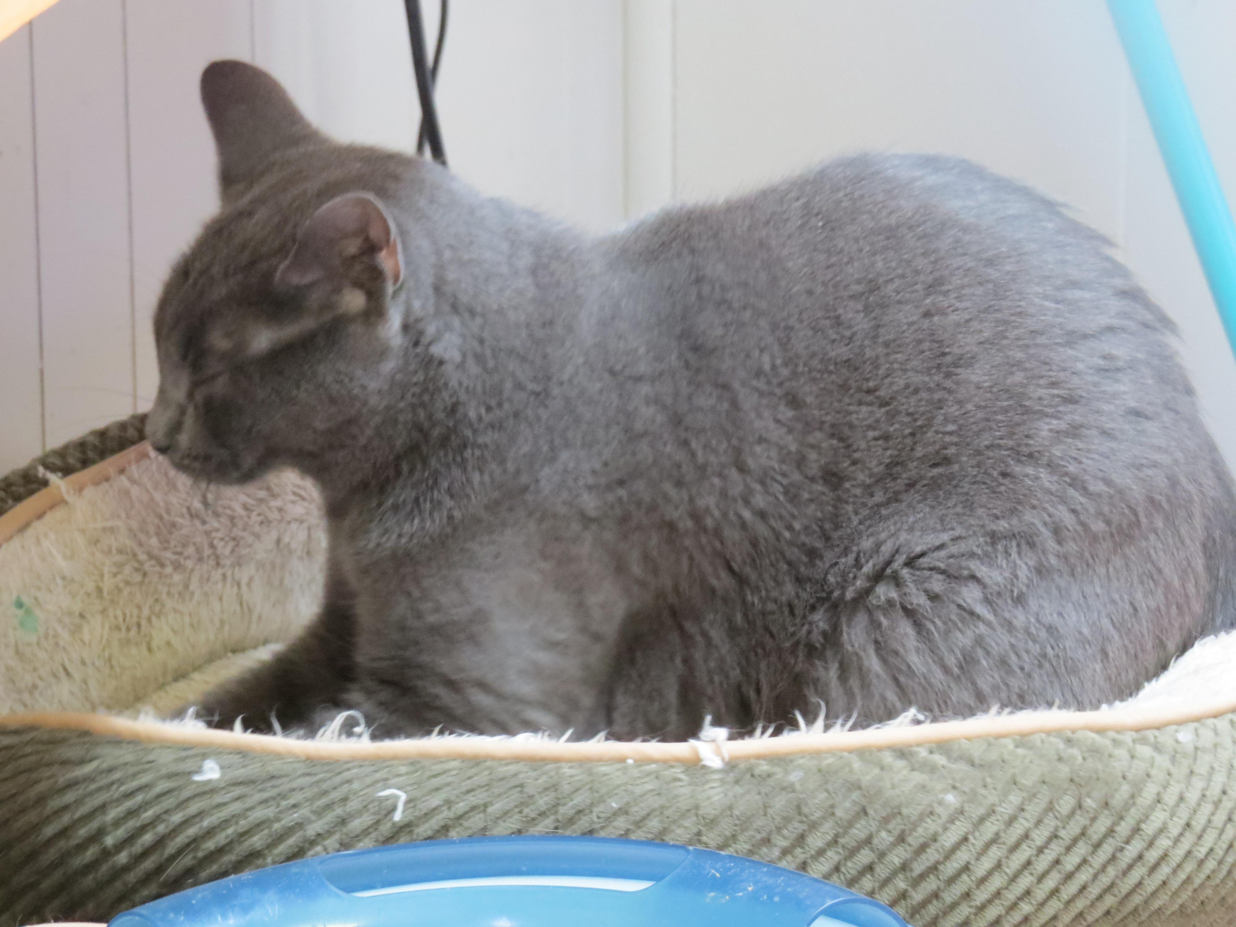 Blue, an adoptable Domestic Short Hair in Middle Island, NY, 11953 | Photo Image 3