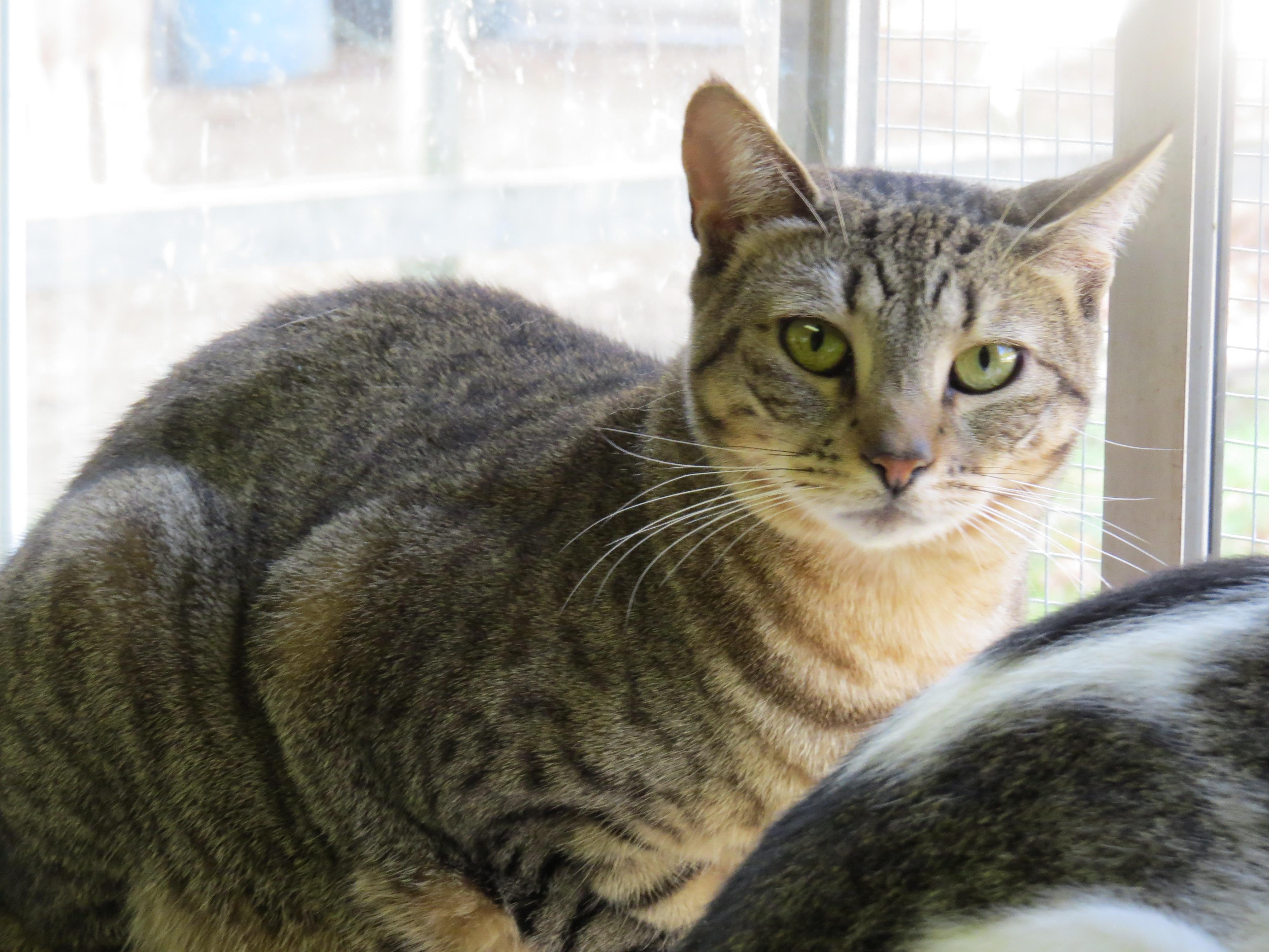 Nina, an adoptable Tabby in Middle Island, NY, 11953 | Photo Image 1