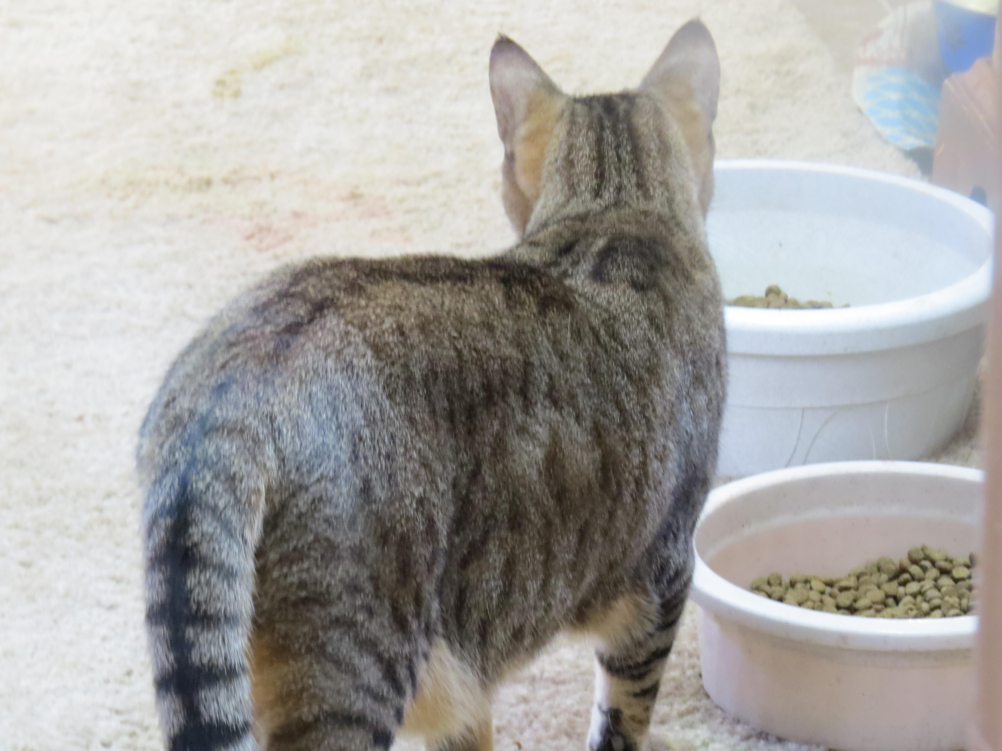 Nina, an adoptable Tabby in Middle Island, NY, 11953 | Photo Image 2