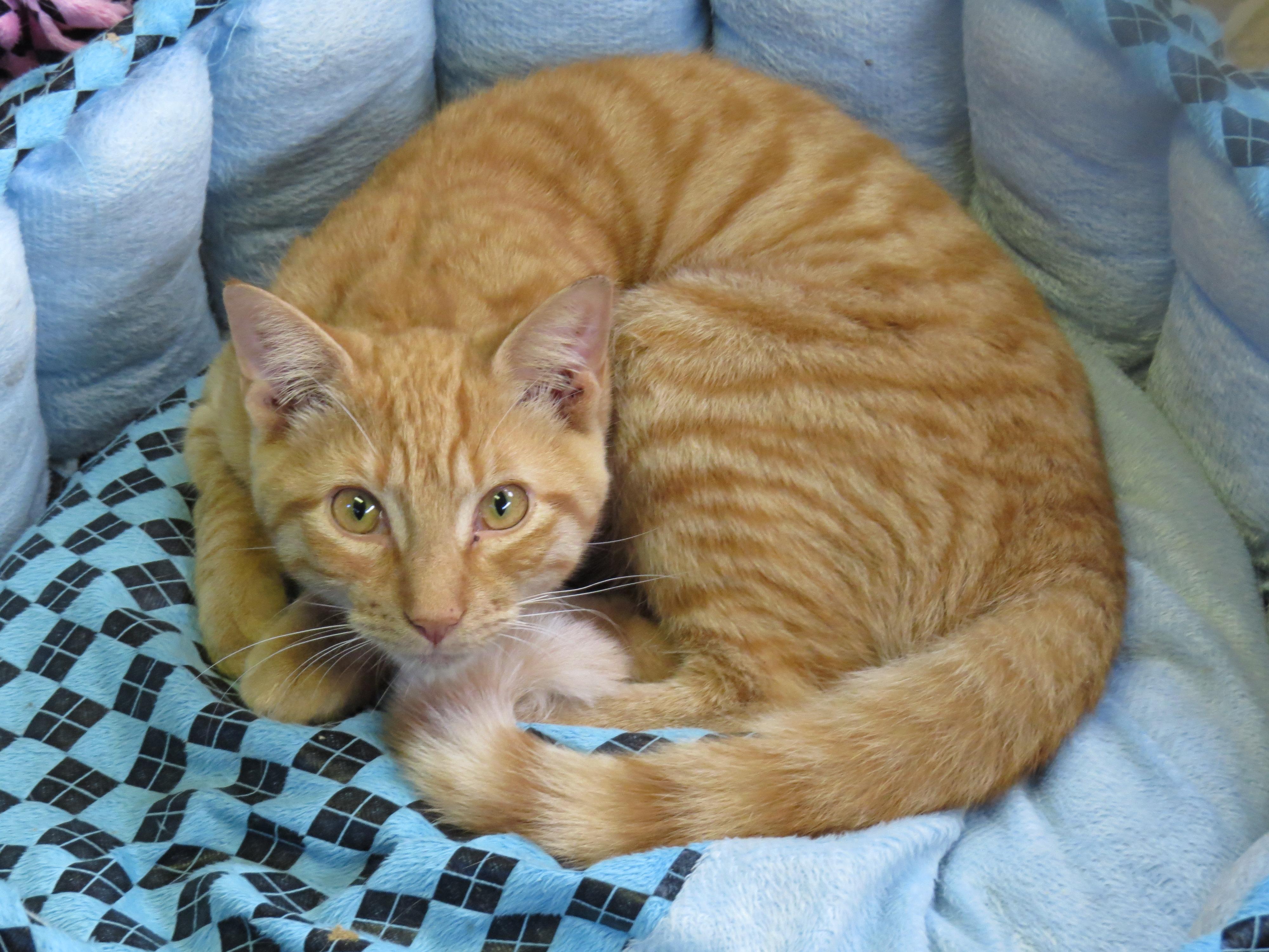 Mango, an adoptable Domestic Short Hair in Middle Island, NY, 11953 | Photo Image 1