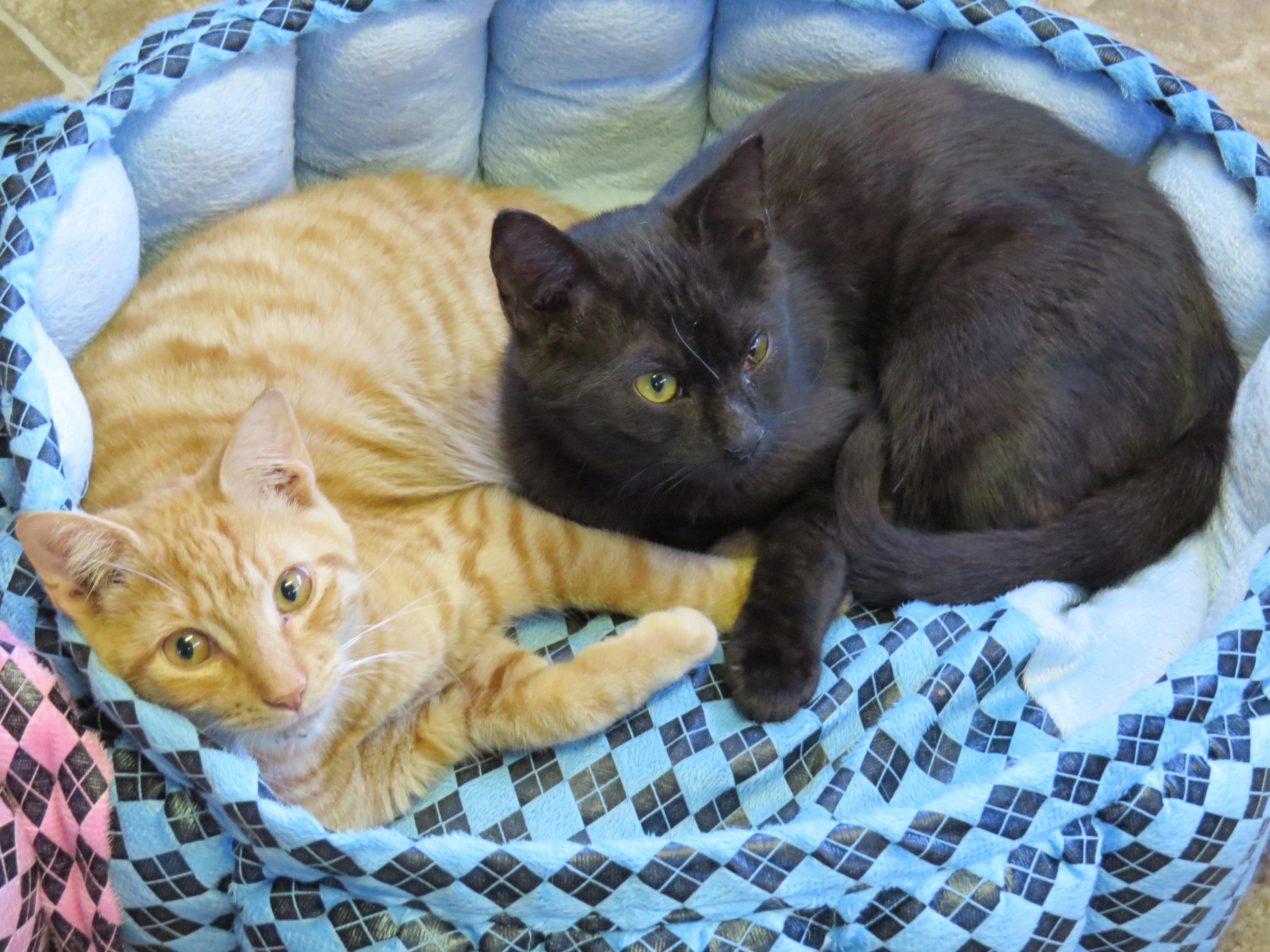 Mango, an adoptable Domestic Short Hair in Middle Island, NY, 11953 | Photo Image 2