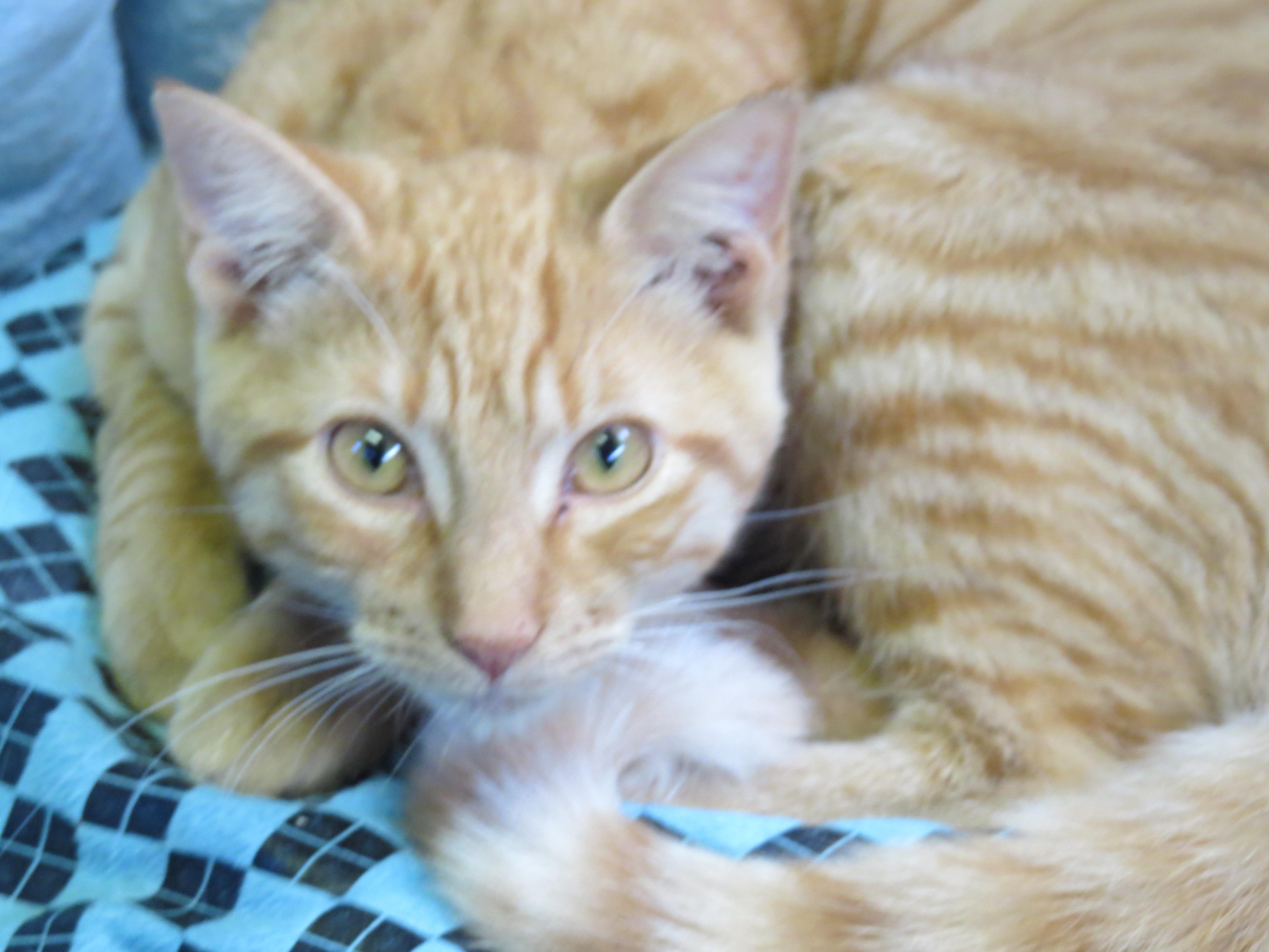 Mango, an adoptable Domestic Short Hair in Middle Island, NY, 11953 | Photo Image 3