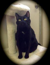 George, an adoptable Domestic Short Hair in Middle Island, NY, 11953 | Photo Image 1