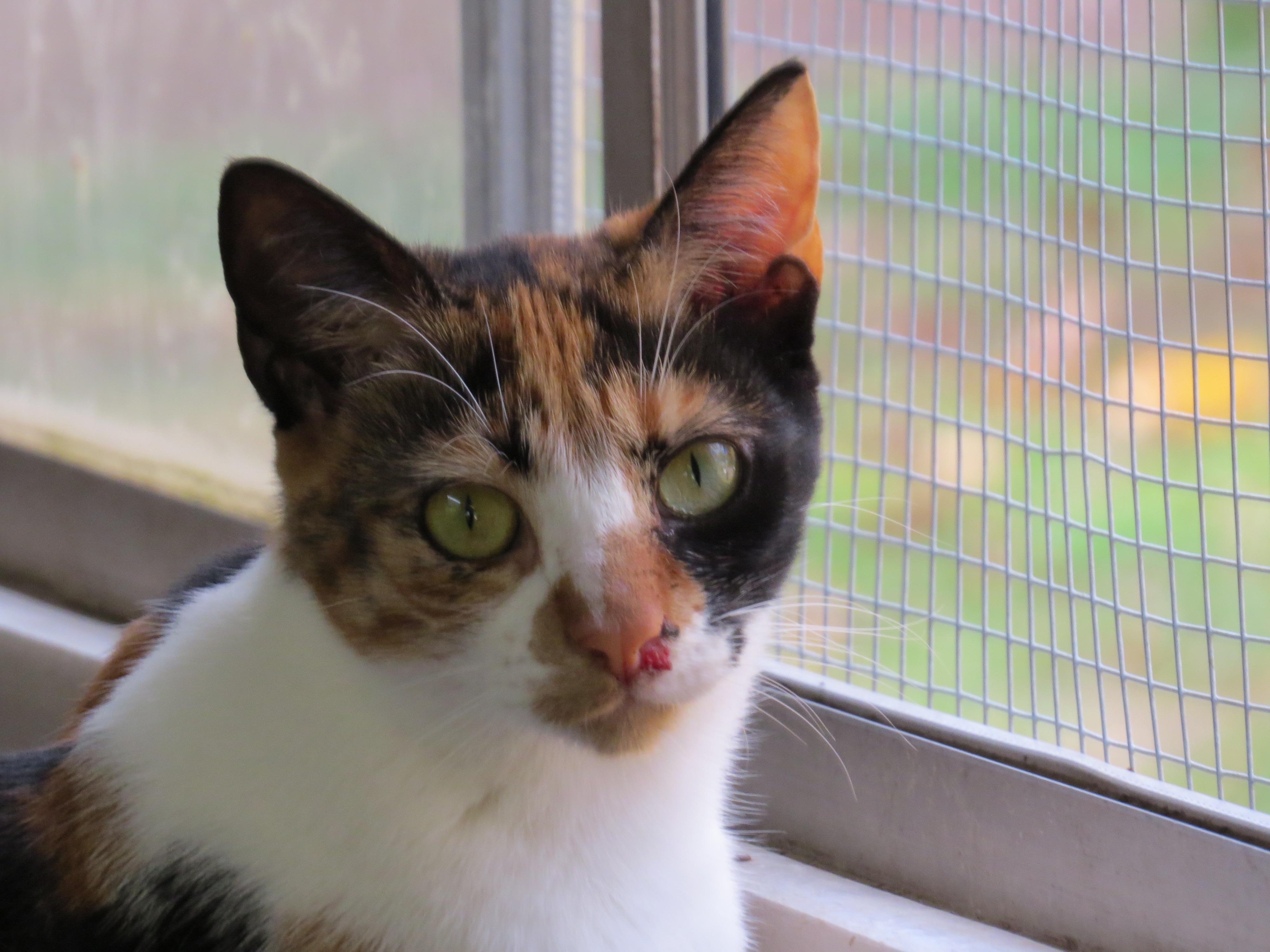 Candy, an adoptable Calico in Middle Island, NY, 11953 | Photo Image 1