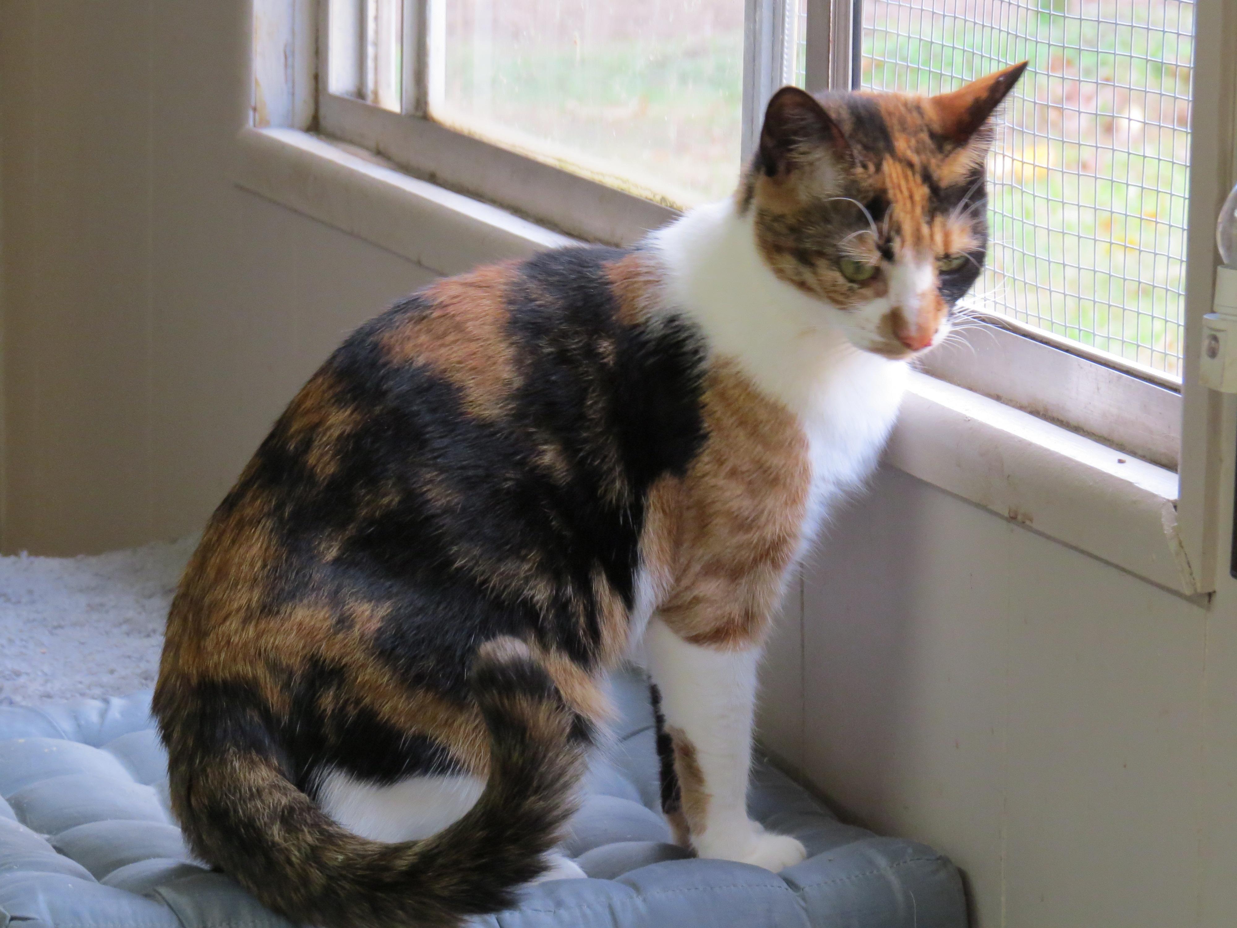 Candy, an adoptable Calico in Middle Island, NY, 11953 | Photo Image 2