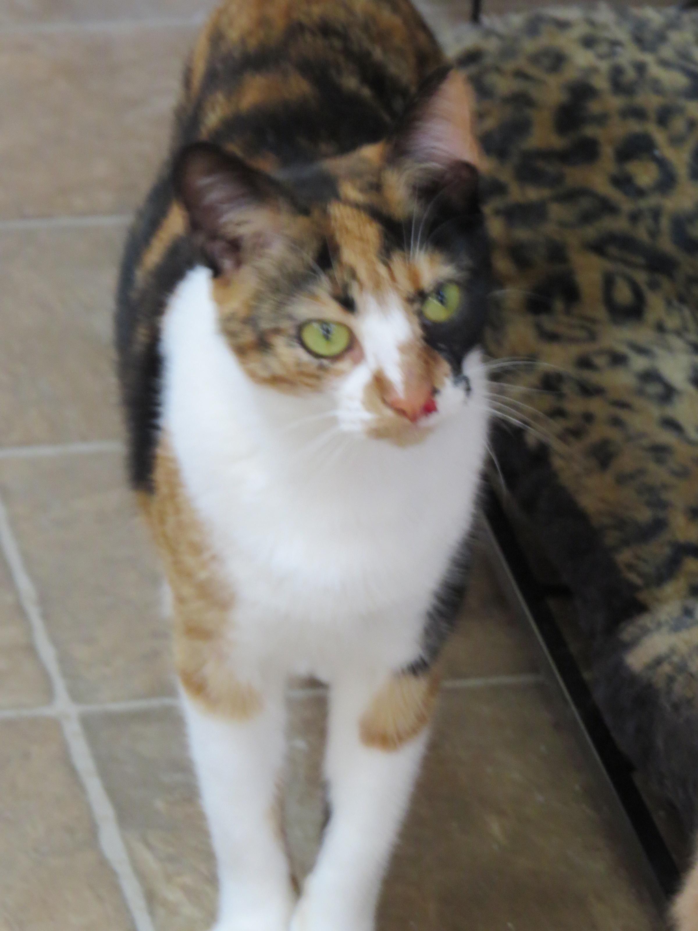 Candy, an adoptable Calico in Middle Island, NY, 11953 | Photo Image 3