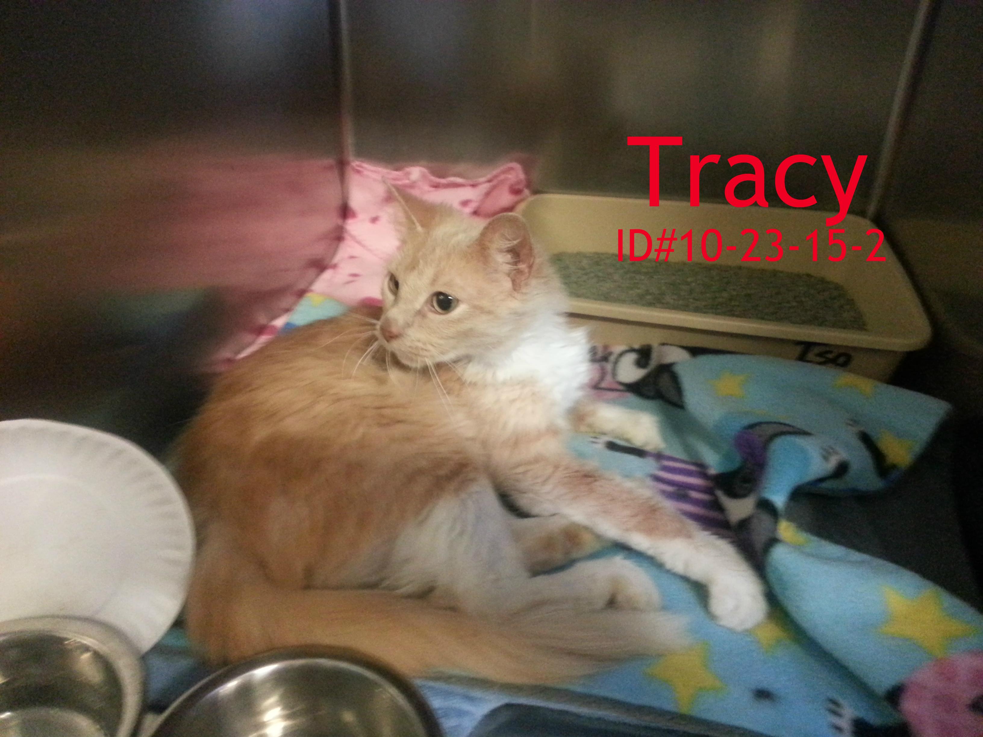 Tracy, an adoptable Domestic Medium Hair in Valparaiso, IN, 46385 | Photo Image 2