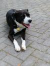 Baxter photo 1