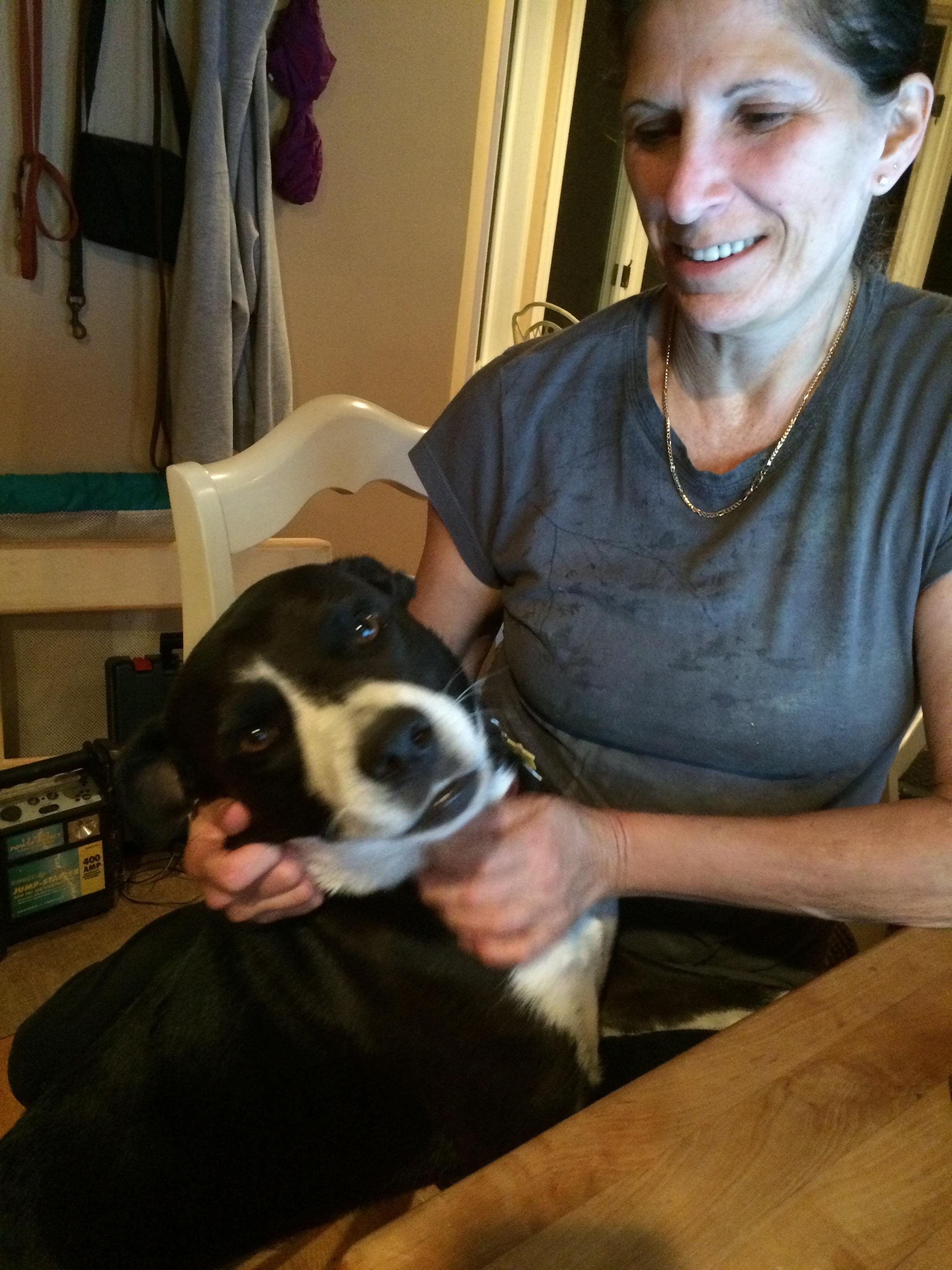 Baxter, an adoptable Boxer, Labrador Retriever in Cortlandt Manor, NY, 10567 | Photo Image 2