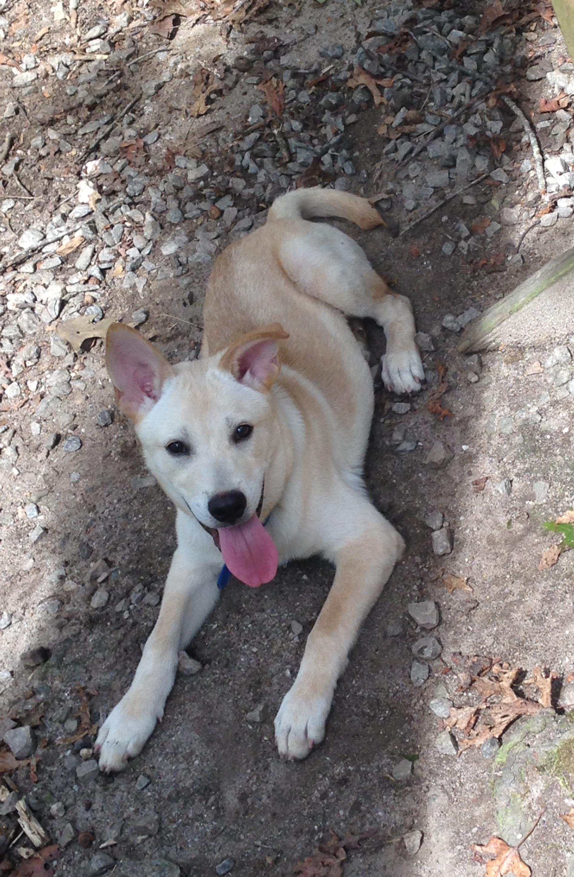 Fresco, an adoptable German Shepherd Dog, Labrador Retriever in Cortlandt Manor, NY, 10567 | Photo Image 1