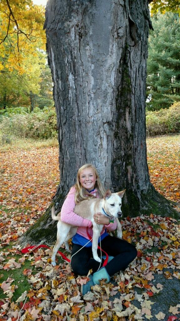 Fresco, an adoptable German Shepherd Dog, Labrador Retriever in Cortlandt Manor, NY, 10567 | Photo Image 2