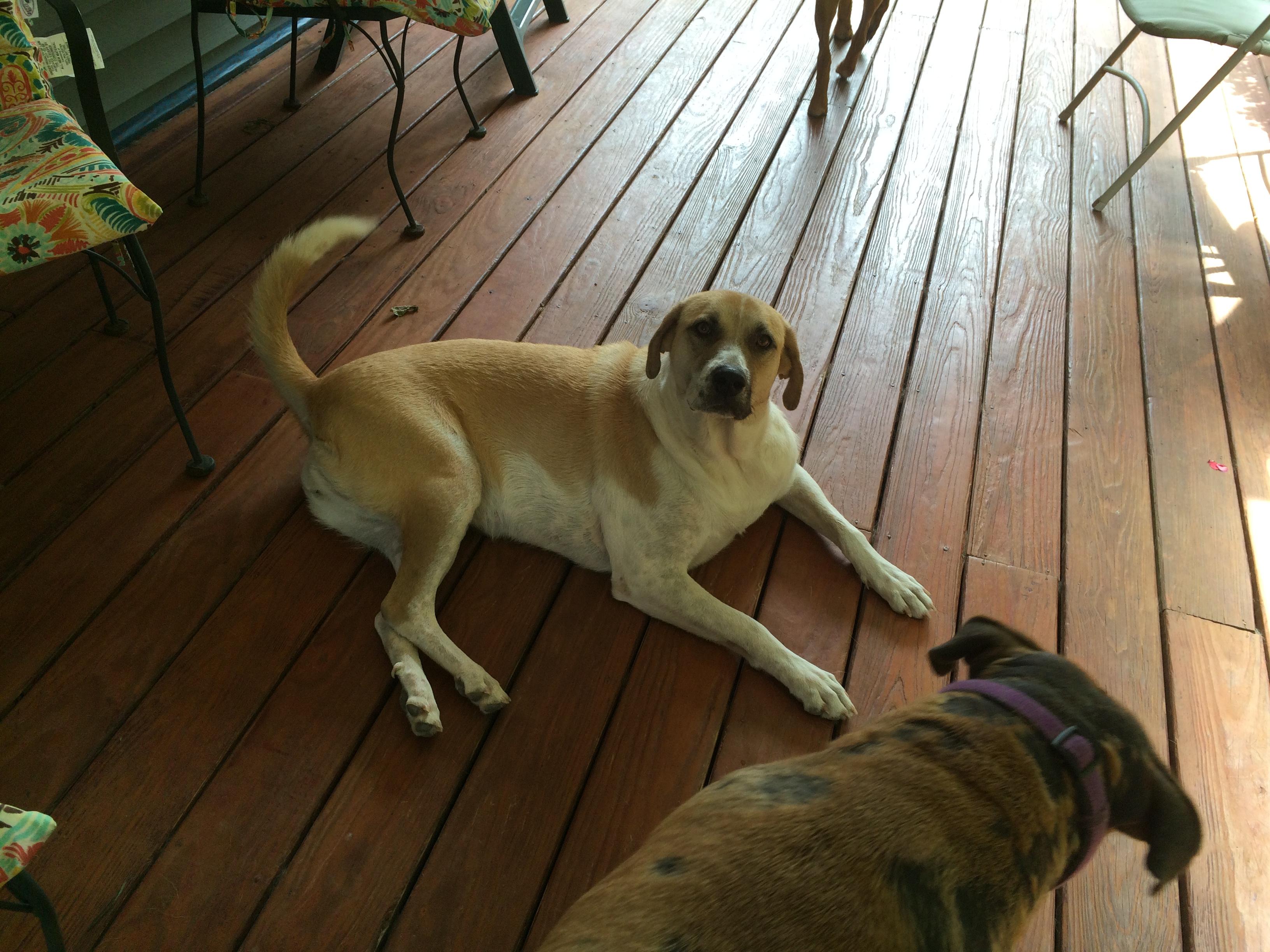Annie, an adoptable Anatolian Shepherd in Cortlandt Manor, NY, 10567 | Photo Image 2