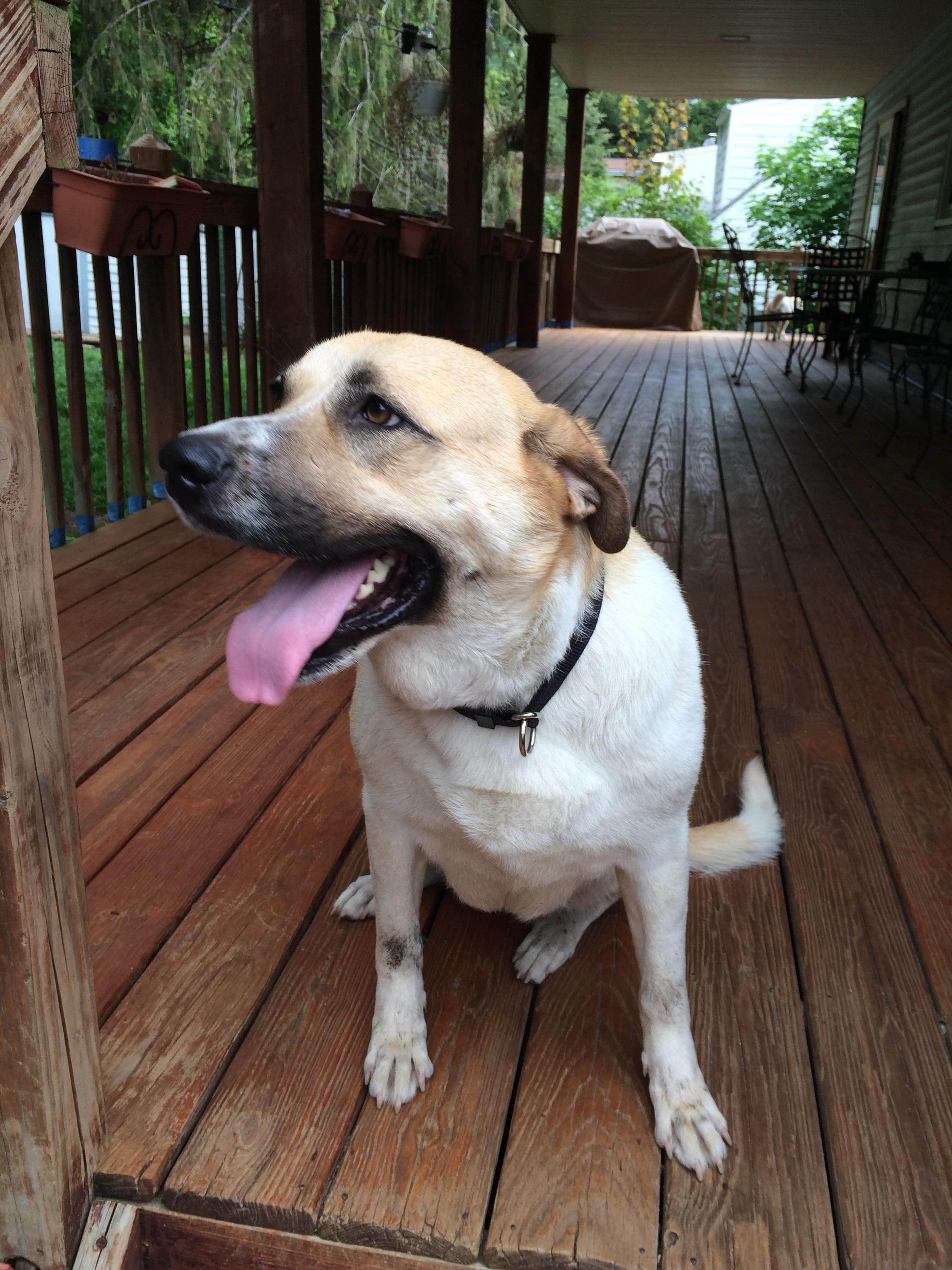 Annie, an adoptable Anatolian Shepherd in Cortlandt Manor, NY, 10567 | Photo Image 3