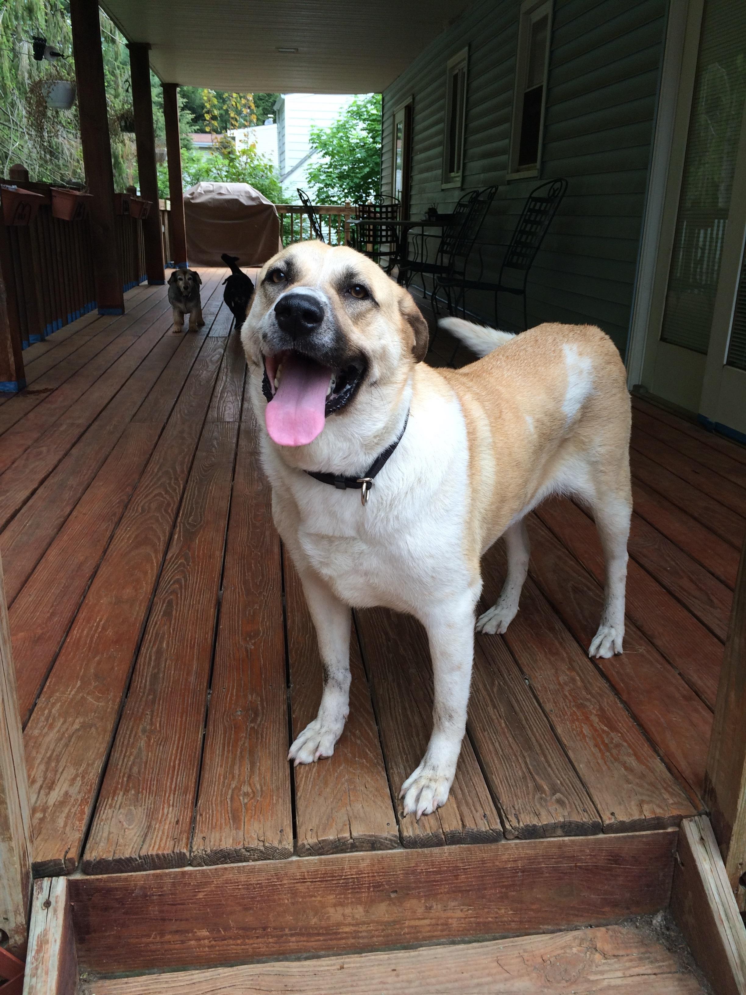 Annie, an adoptable Anatolian Shepherd in Cortlandt Manor, NY, 10567 | Photo Image 1