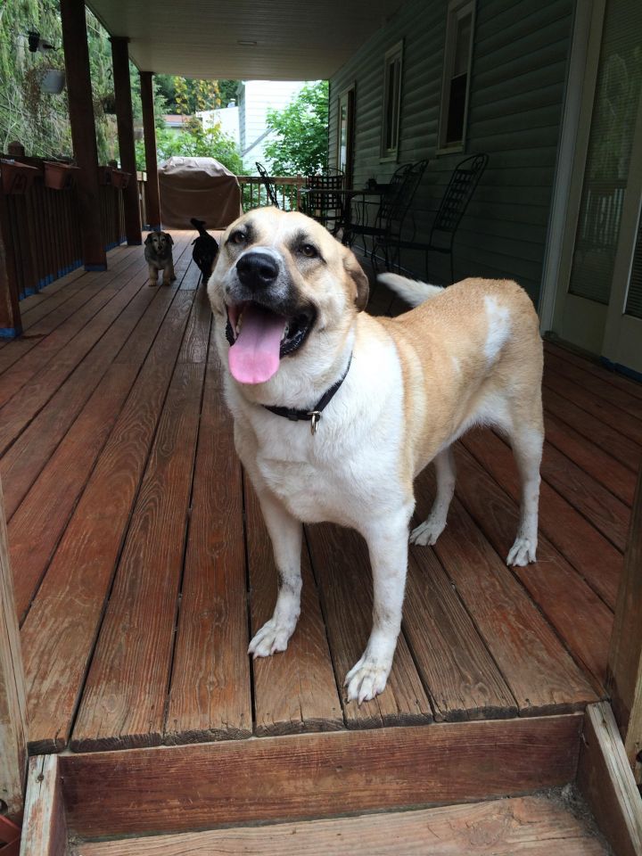 Annie, an adoptable Anatolian Shepherd Mix in Cortlandt Manor, NY_image-1