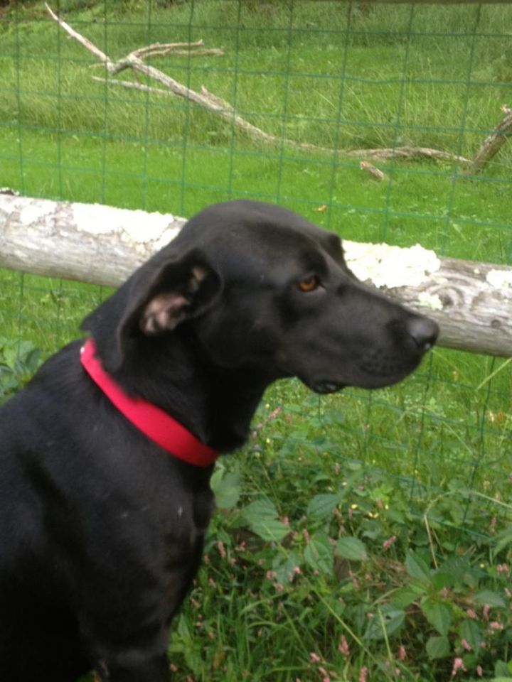 Black lab for store adoption near me