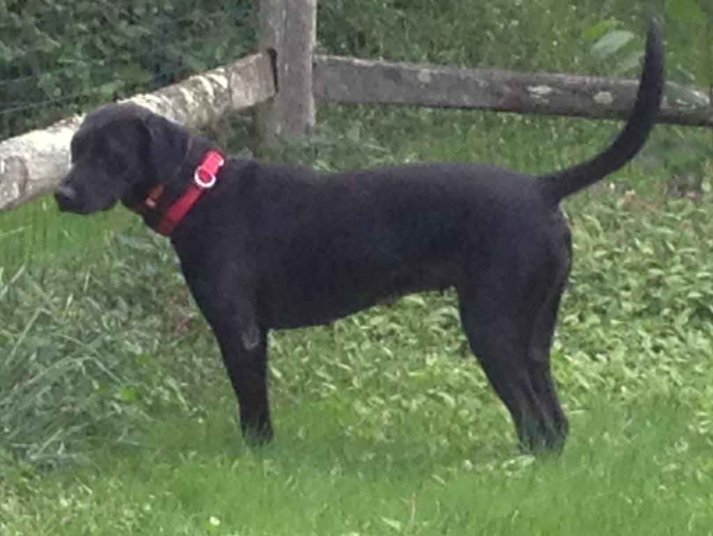 Meredith, an adoptable Black Labrador Retriever in Cortlandt Manor, NY, 10567 | Photo Image 2