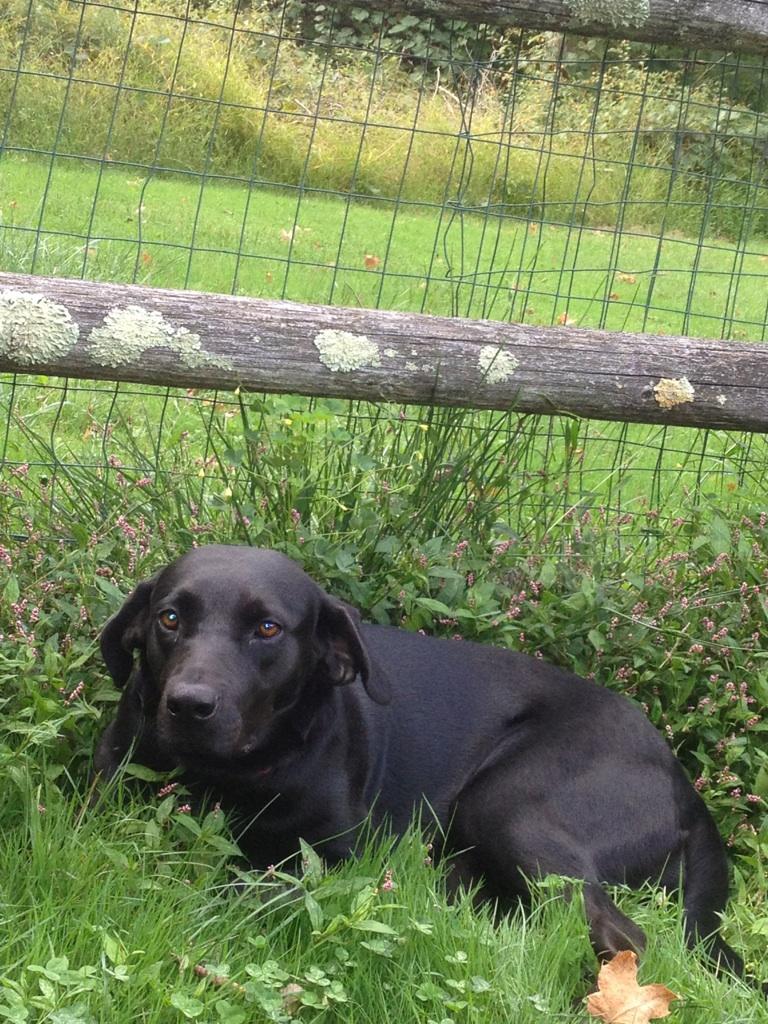 Meredith, an adoptable Black Labrador Retriever in Cortlandt Manor, NY, 10567 | Photo Image 3