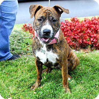 Daisy Mae, an adoptable Terrier in Detroit, MI, 48216 | Photo Image 1