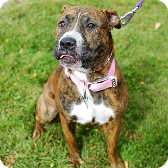 Daisy Mae, an adoptable Terrier in Detroit, MI, 48216 | Photo Image 2