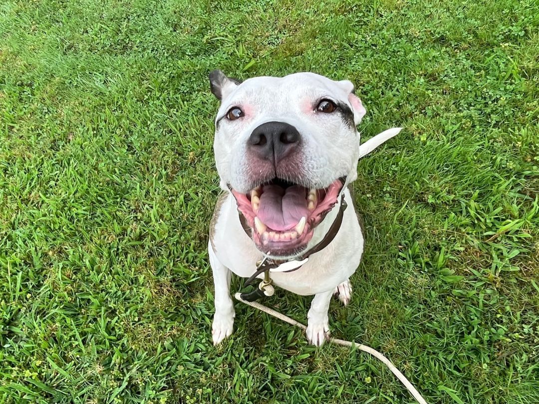 Ghengha Dream, an adoptable Terrier in Glen Cove, NY, 11542 | Photo Image 1