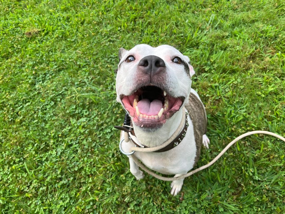 Ghengha Dream, an adoptable Terrier in Glen Cove, NY, 11542 | Photo Image 3