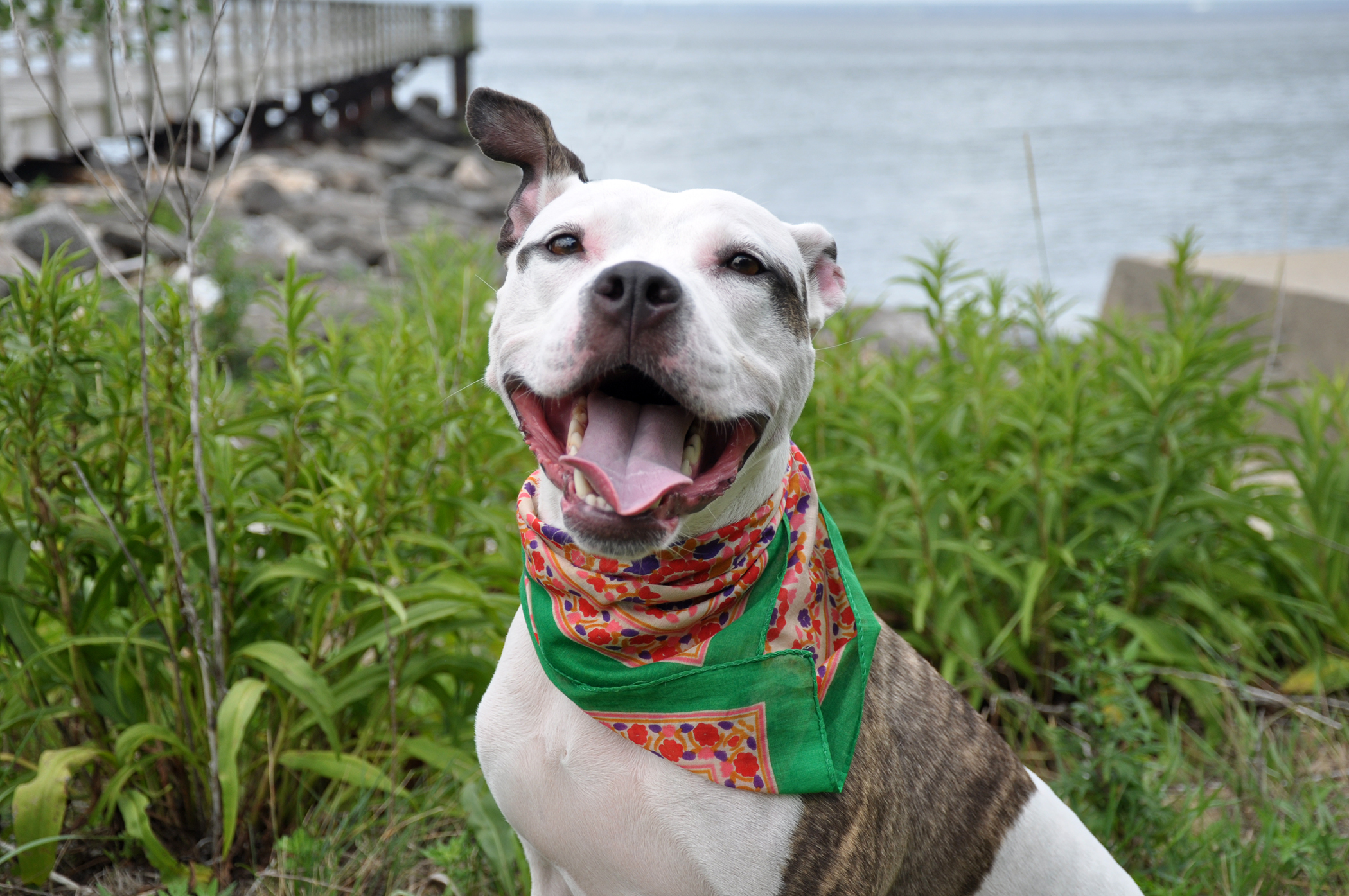 Ghengha Dream, an adoptable Terrier in Glen Cove, NY, 11542 | Photo Image 5