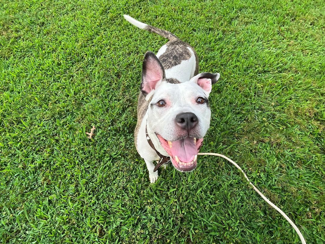 Ghengha Dream, an adoptable Terrier in Glen Cove, NY, 11542 | Photo Image 6