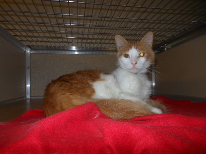 Griffin ($15 adoption fee for mature cat) 2