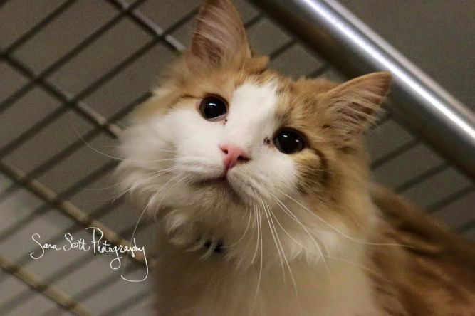 Griffin ($15 adoption fee for mature cat)