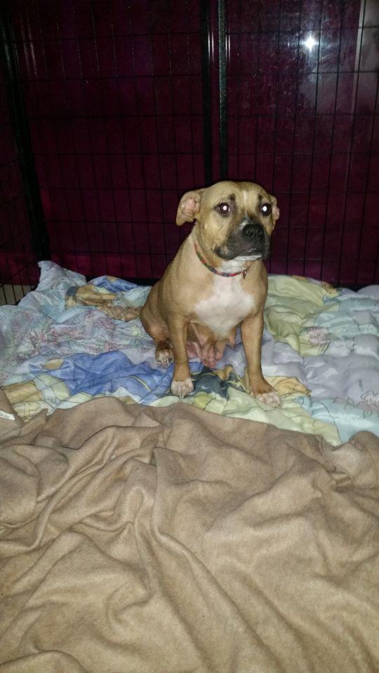 Pug and store bull terrier mix