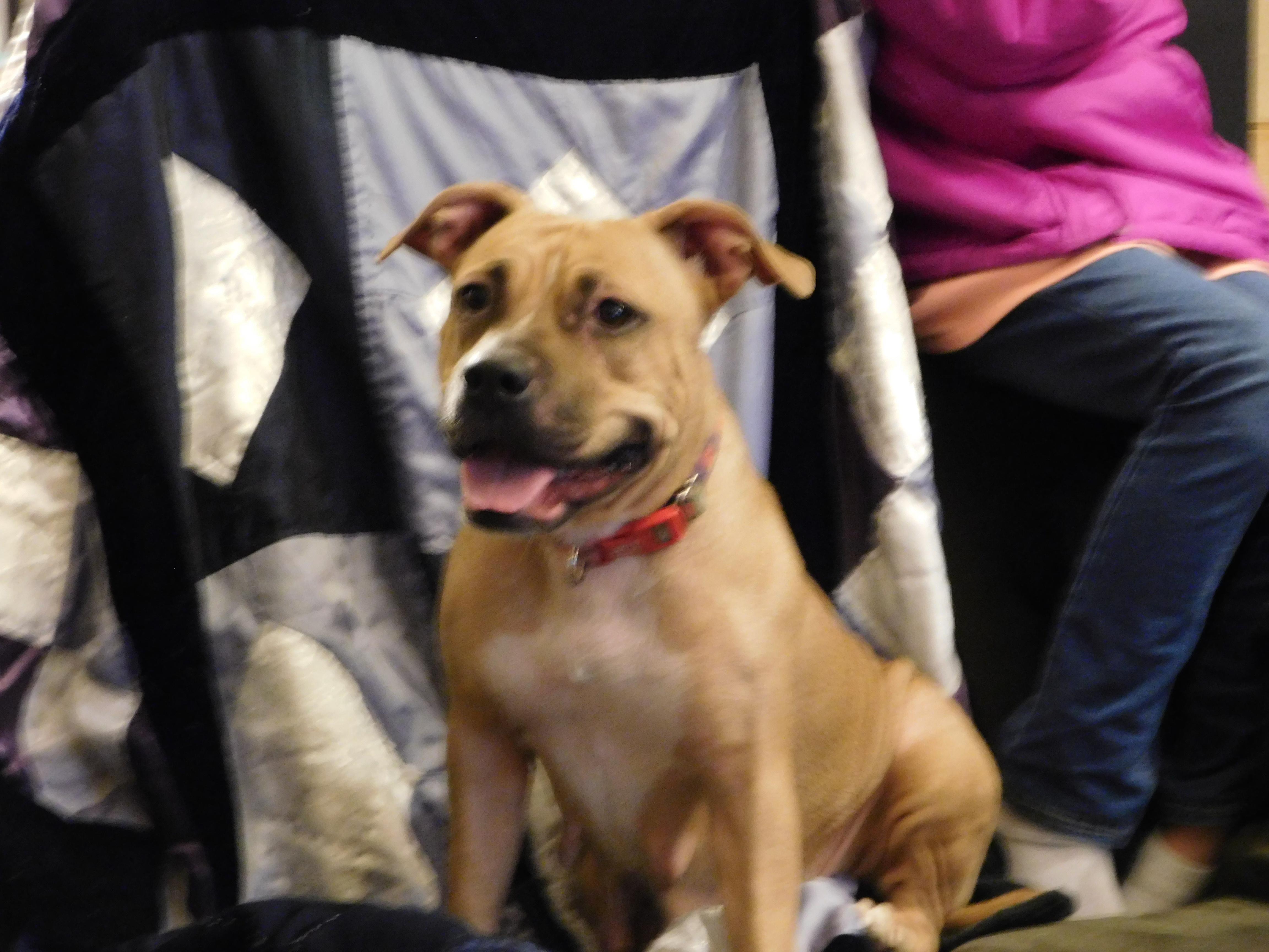 Lavinia, an adoptable Pit Bull Terrier, Pug in Aurora, CO, 80018 | Photo Image 1