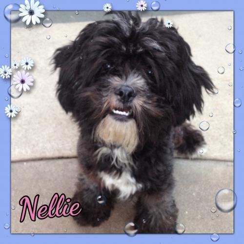 Nellie 2