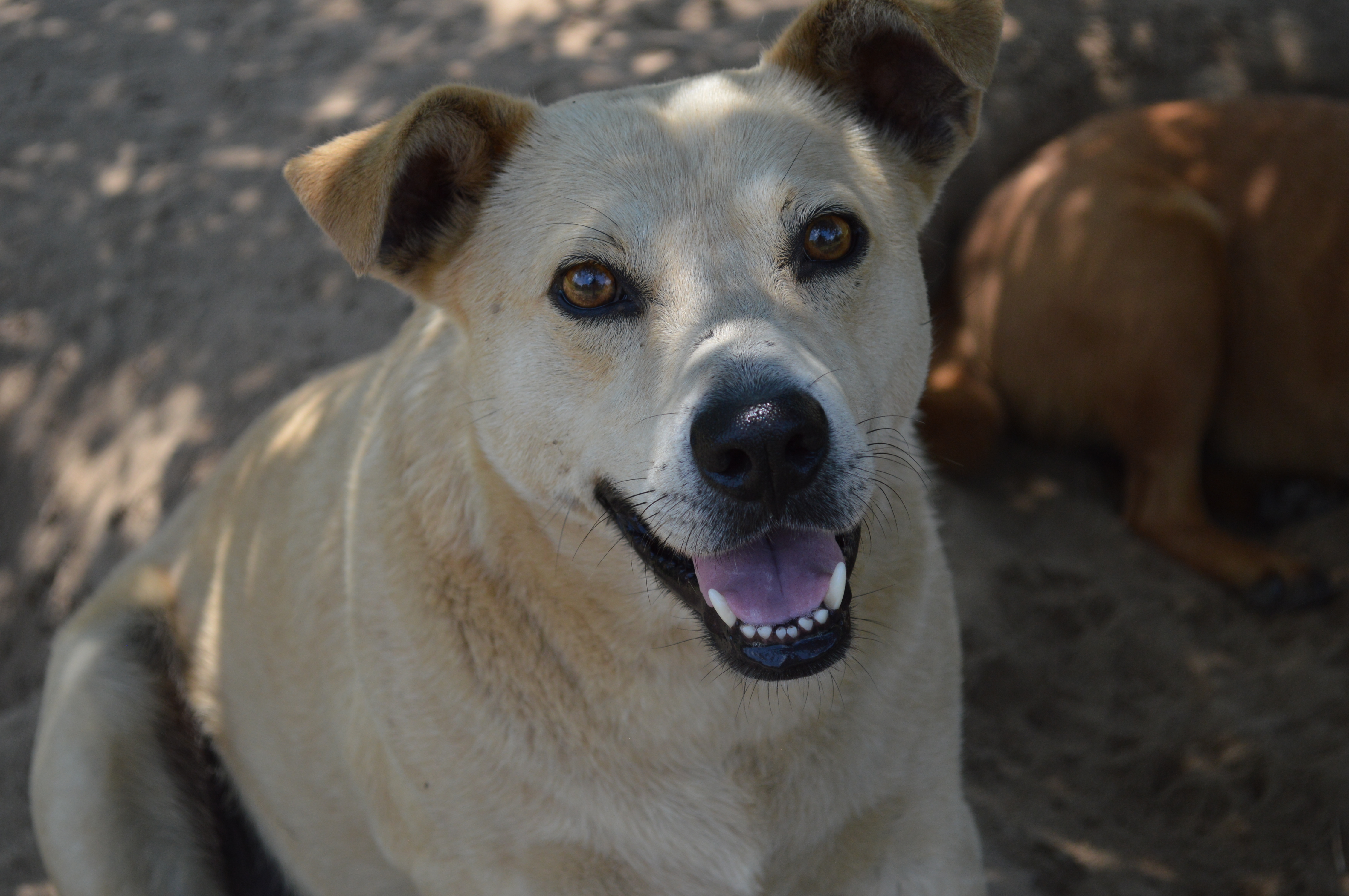 Korea, an adoptable Labrador Retriever, Mixed Breed in Orangeburg, SC, 29116 | Photo Image 2